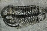 Detailed Gerastos Trilobite Fossil - Morocco #351276-2